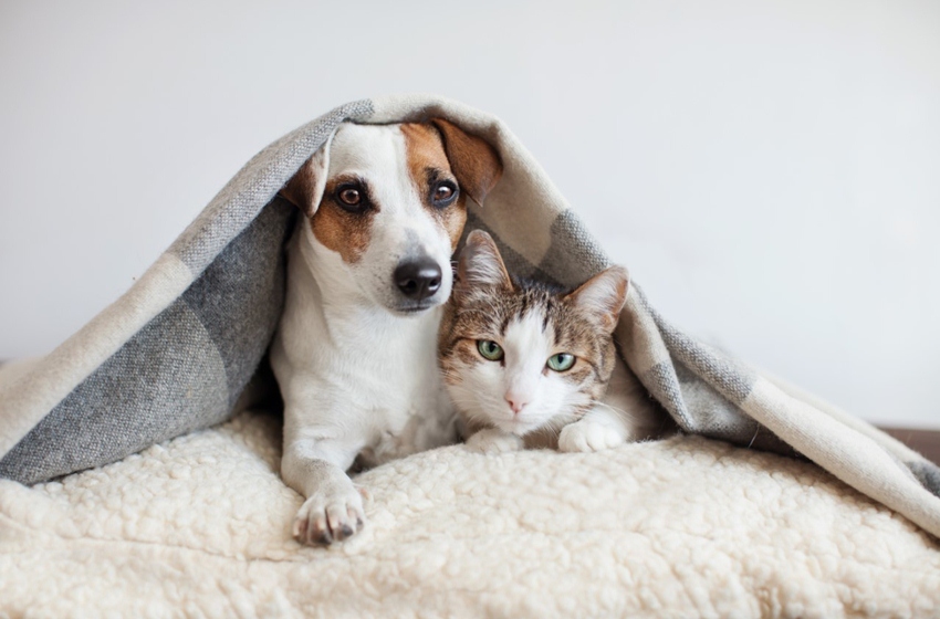 Cómo cuidar a las mascotas en temporada de frío